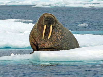 Walrus Male - Maxwell Bay, Prince Leopold Island