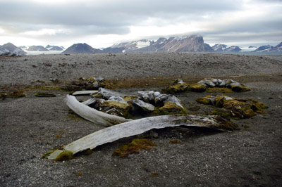 Gashamna, Hornsund, Whale Bones - 7