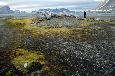 Gashamna, Hornsund, Whale Bones - 13