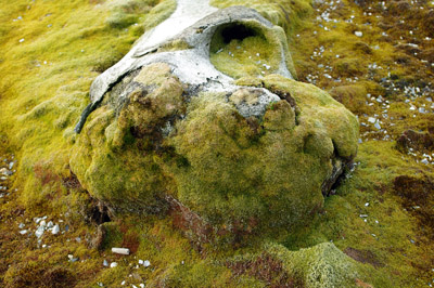 Gashamna, Hornsund, Whale Bones - 14