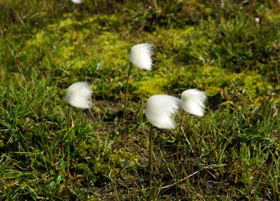 Cotton Grass - Wildflower - Greenland