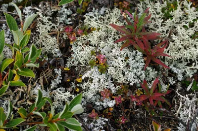 Valley of the Flowers - Lichen - Greenland