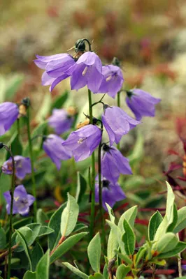 Harebell - Wildflower - Valley of the Flowers - Greenland