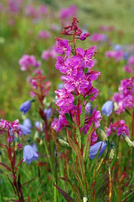 Fireweed - Greenland