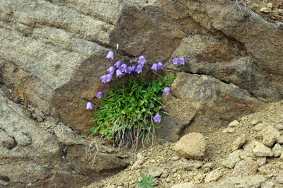 Harebell - Wildflower - Greenland<br />