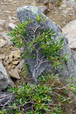 Dwarf Willow on Rock - Greenland<br />