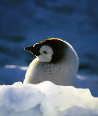 Emperor penguin