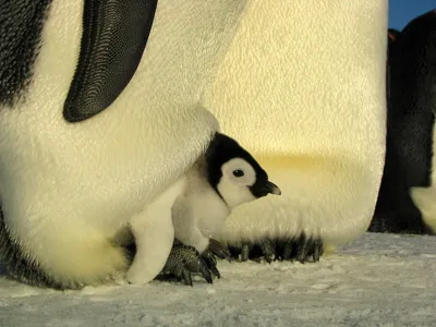 Emperor penguin