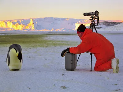 Emperor penguin