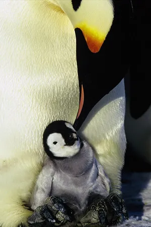 Emperor penguin