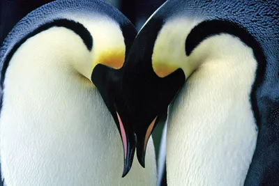 Emperor penguin