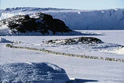 Emperor penguin