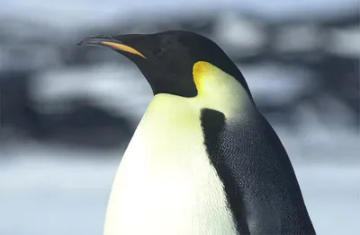 Emperor penguin