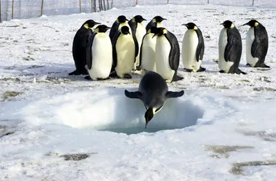 Emperor penguin