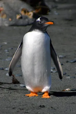 Gentoo penguin