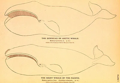 Whales and whaling