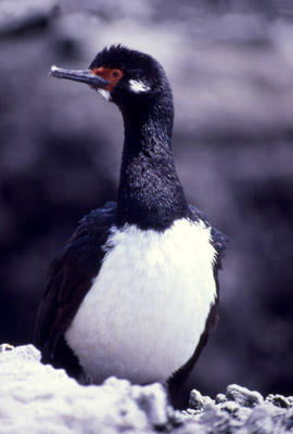 King cormorant