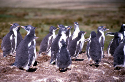 Penguins 3