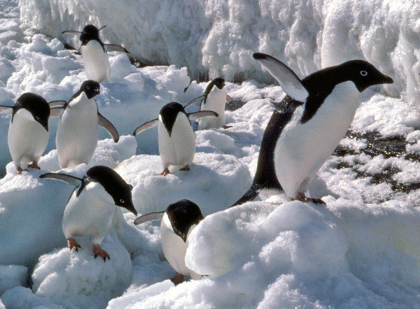 Adelie penguins on sea-ice