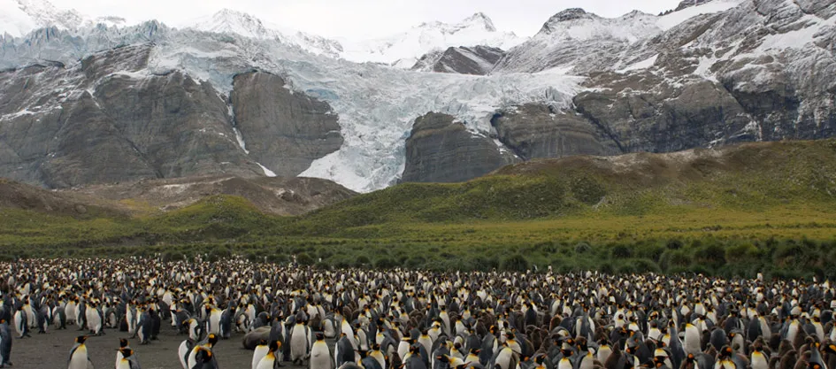 King penguins on South Georgia