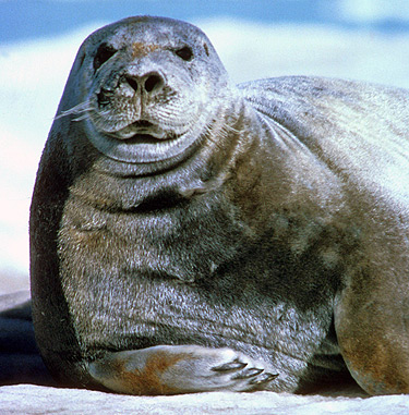 bearded seal