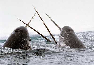 Crabeater seals