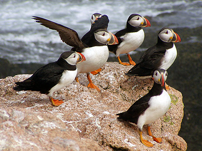 Atlantic puffins