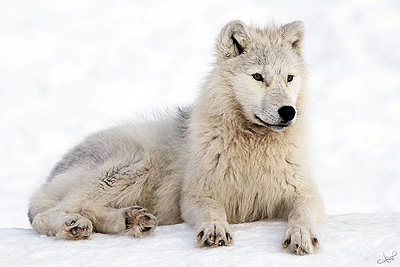 Arctic wolf